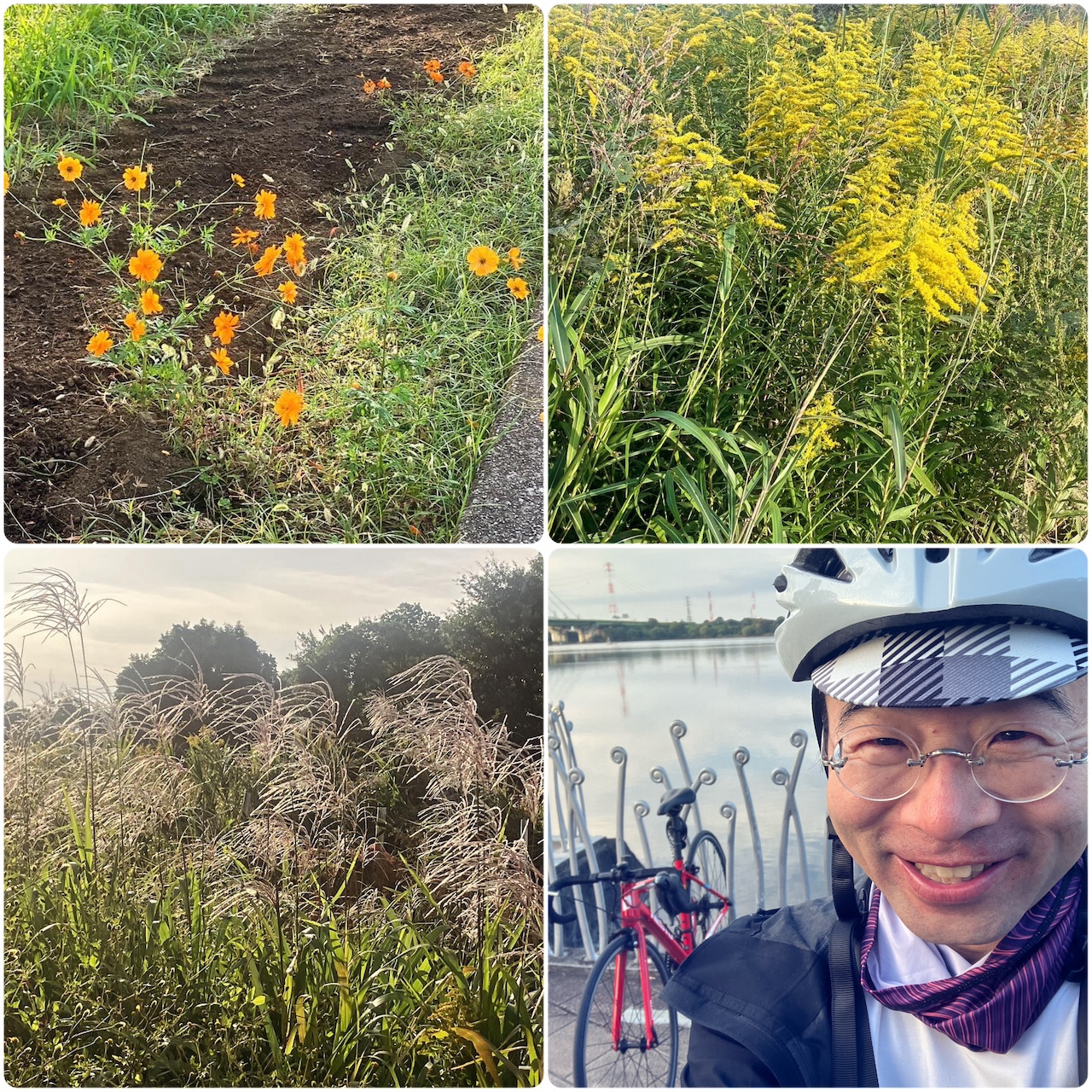 荒川サイクリングロード／秋の花